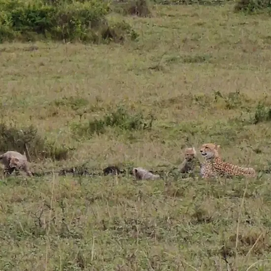 Masai Mara Cheetah And Cubs
