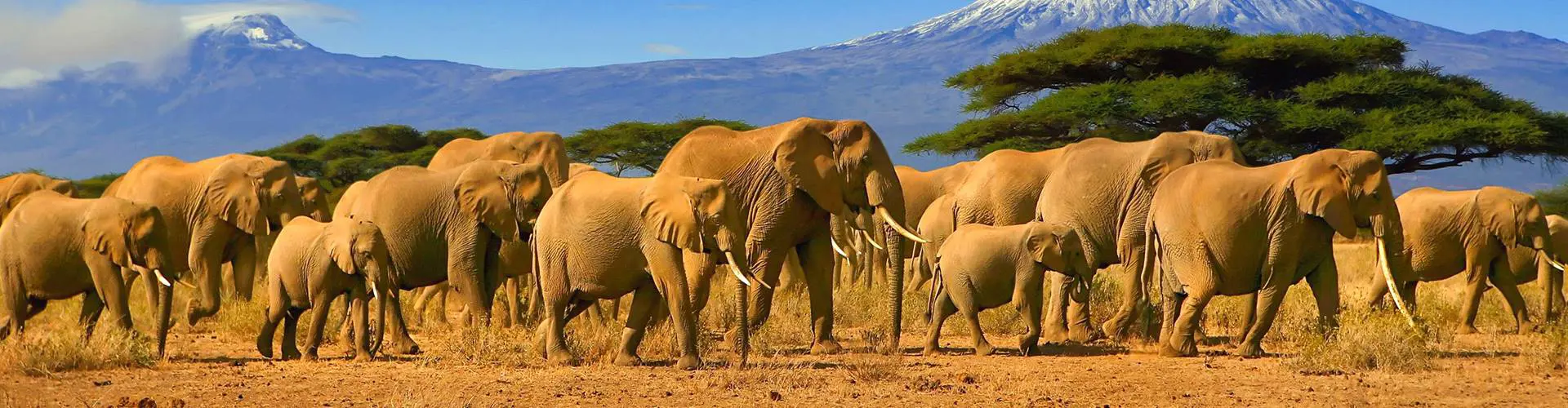 Elephants in the African Savannah, Tanzania