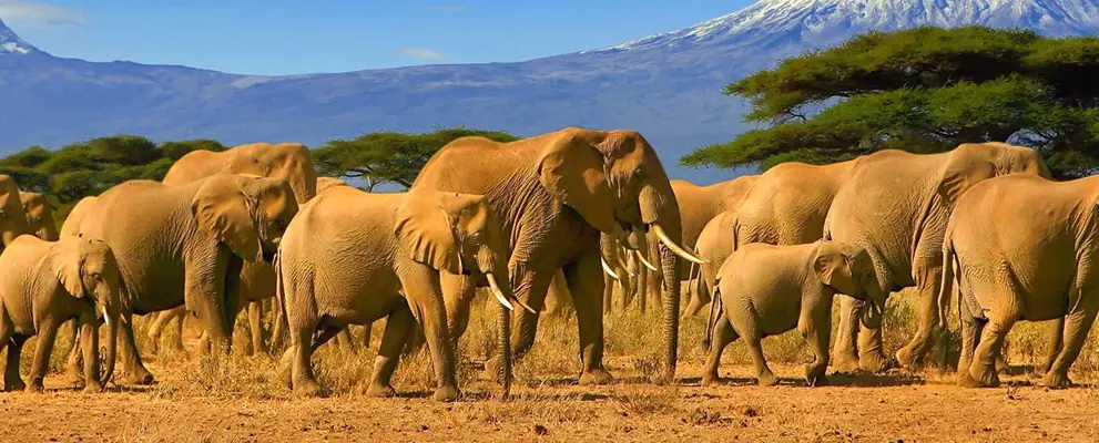 Elephants in the African Savannah, Tanzania