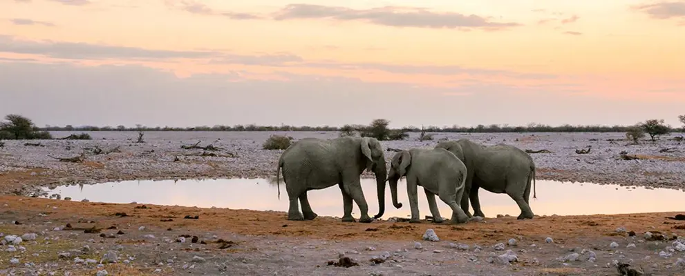 Elephants drinking in Namibia