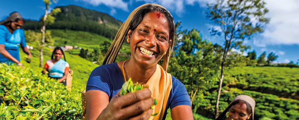 Group of women picking crops in Sri Lanka