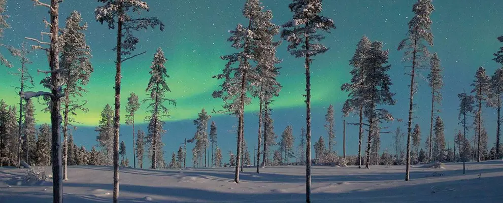 Northern Lights over a snowy forest
