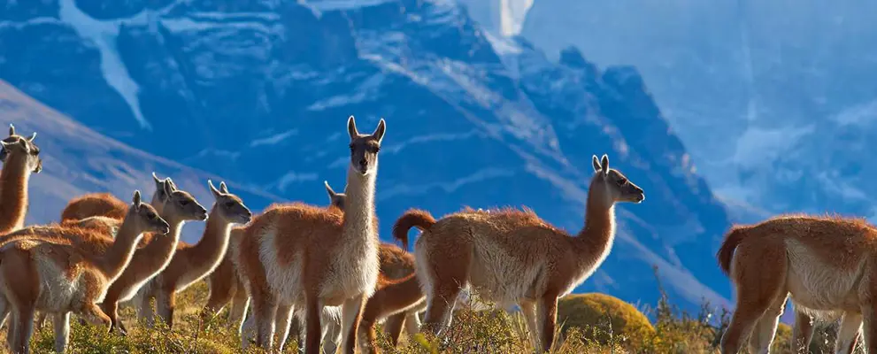 LLama grazing in Chile