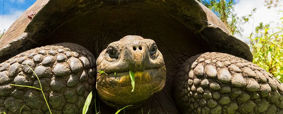 Tortoise eating grass, Galapogos Islands