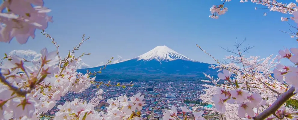 Mount Fuji and cherry blossom trees, Japan