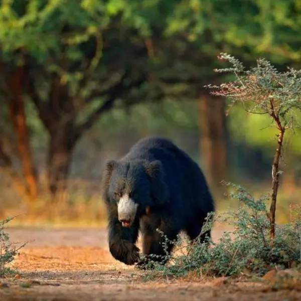 RGS india& Nepal 1.jpg