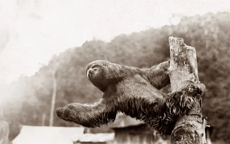 latin-carousel-container-05 mobile.jpg