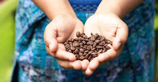 Coffee Beans