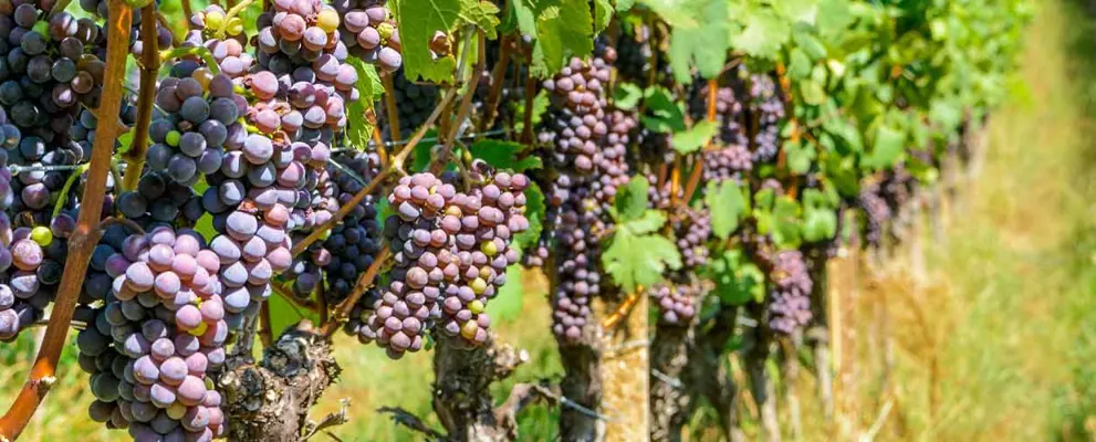 From grape to glass - wine making