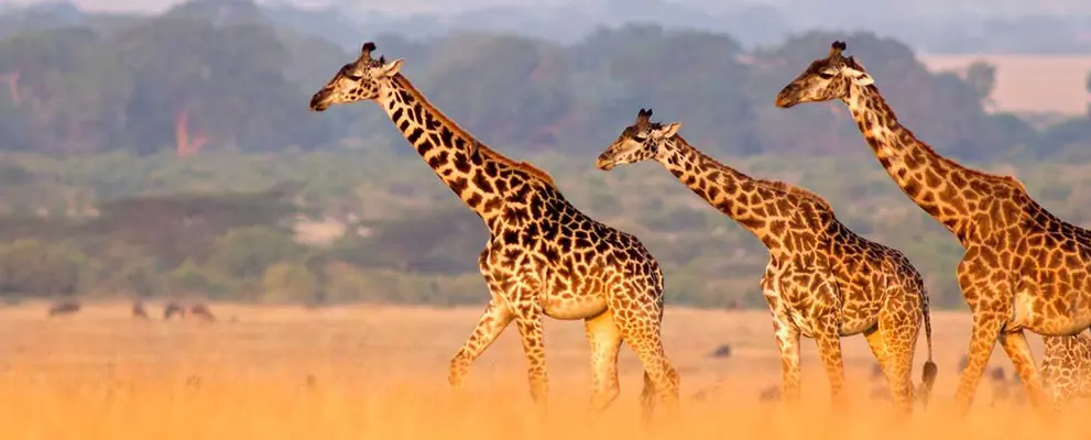 Giraffe in Africa