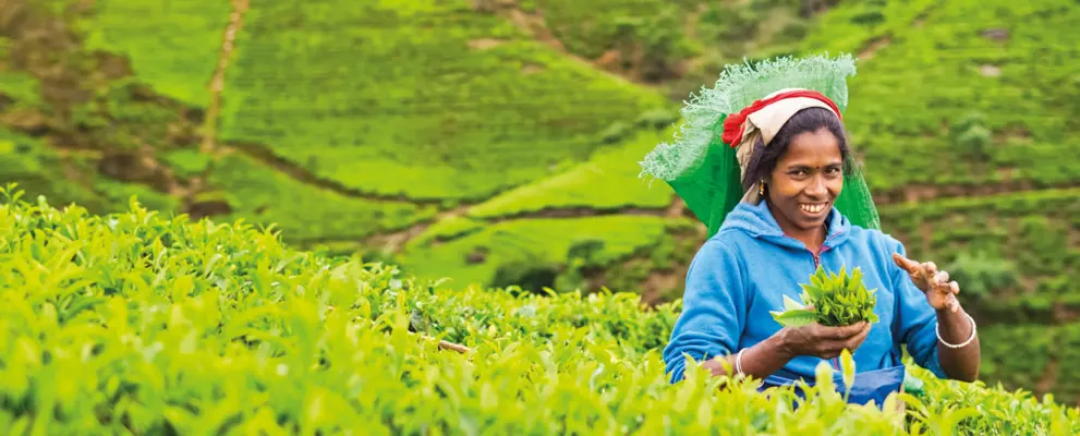Sri Lanka Tea Planation
