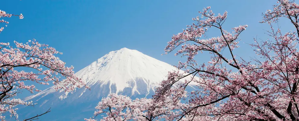 Mount Fuji and Cherry Blossom