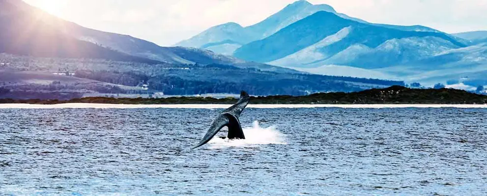 Whale watching in Hermanus