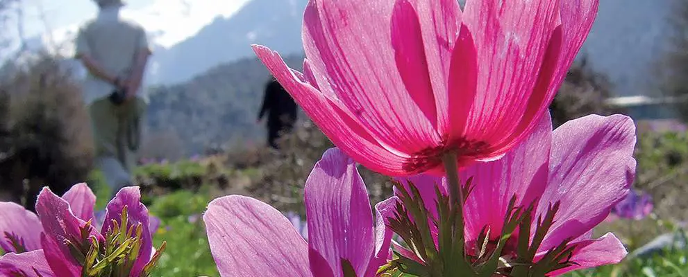 wildflowers of crete