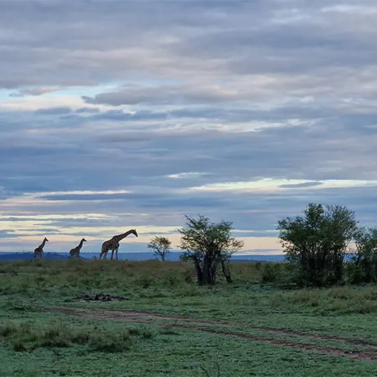 Masai Mara Giraffe Silhoutte