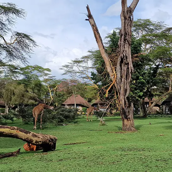 Lake Naivasha Sopa Lodge
