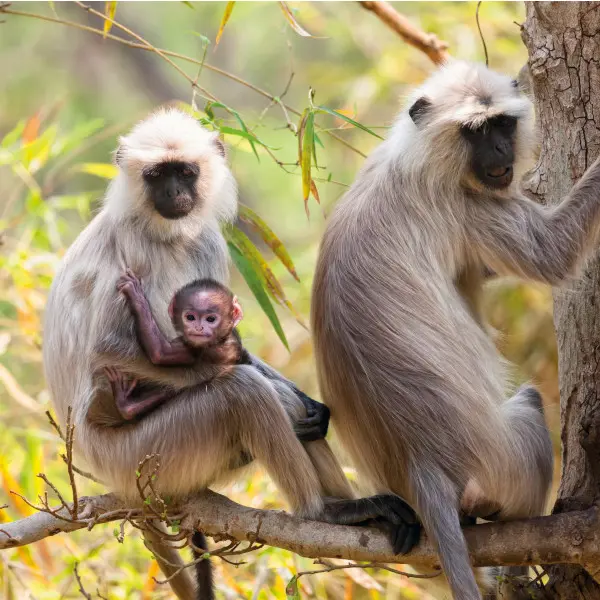 RGS india& Nepal 2.jpg