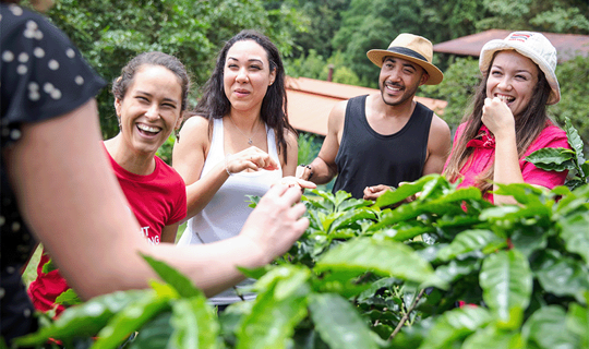 group in coffee fields