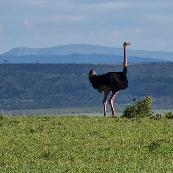 Masai Mara Ostrich