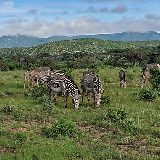 Samburu National Park Zebra