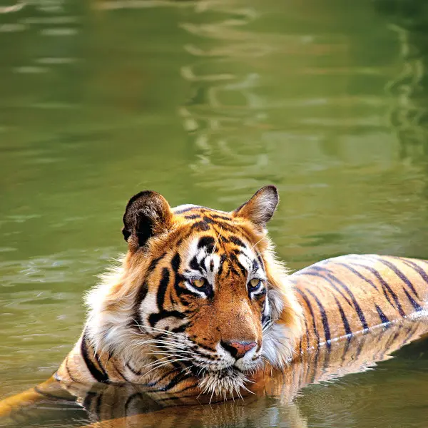 RGS india& Nepal 3.jpg