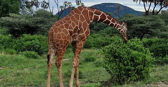 Samburu National Park Giraffe