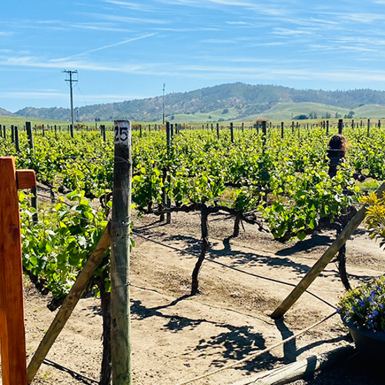 A Postcard From South America Chile Vineyard