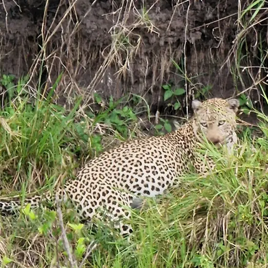 Masai Mara Leopard