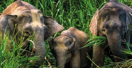 Elephant family 