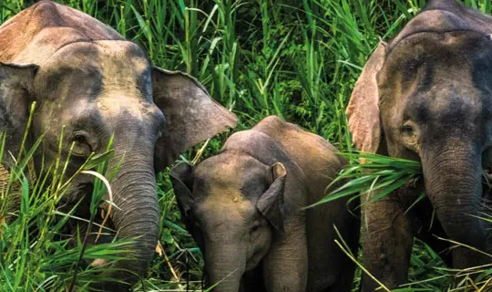 Elephant family 