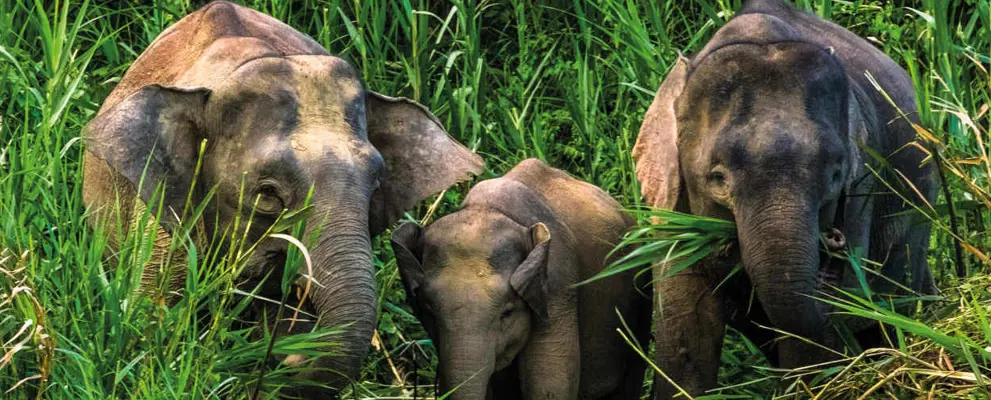 Elephant family 