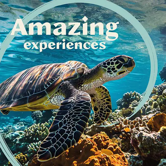 TRAV 24 Amazing Experiences Web Pod 550X550