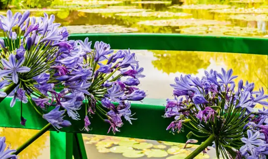 Flowers on the bridge