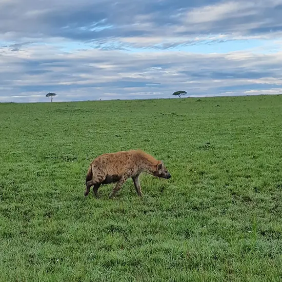 Masai Mara Hyena